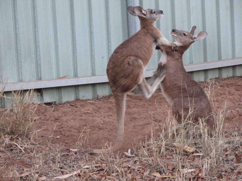 Buggsy & Oscar sparring (both euros)