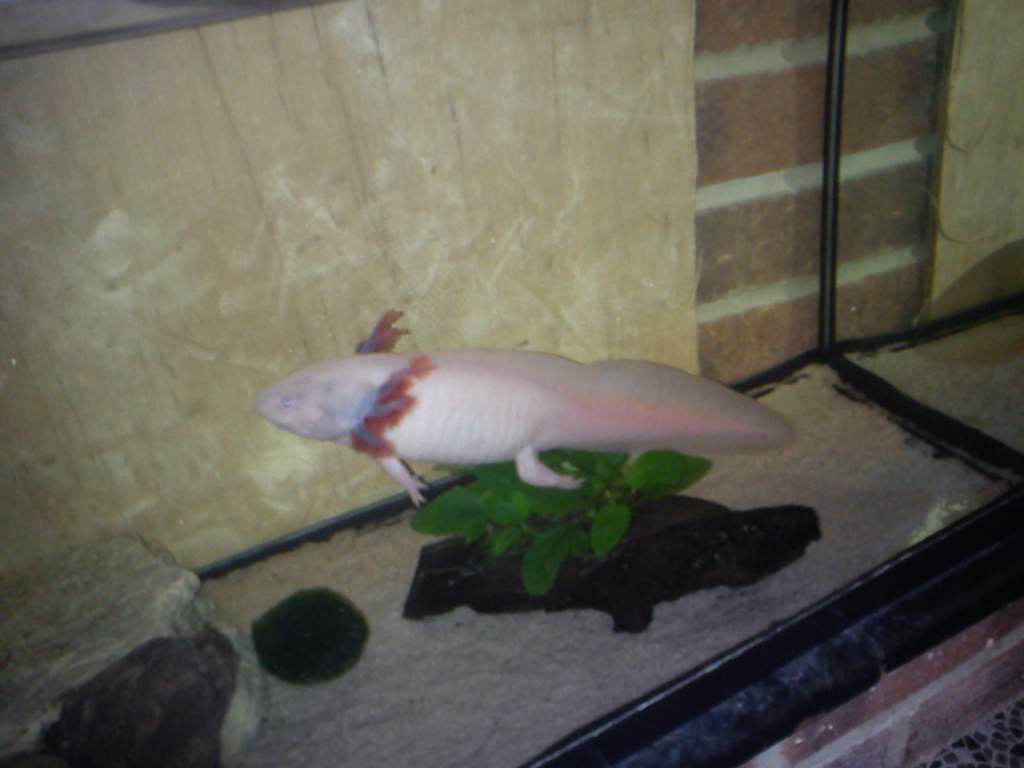 bullet lotl!