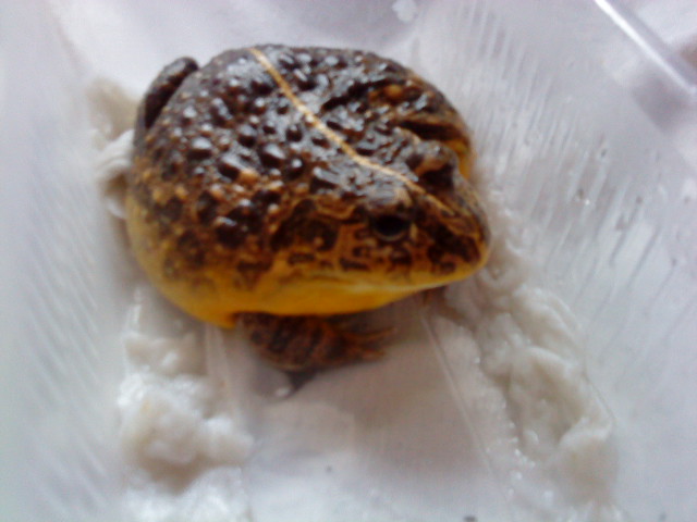 Bullfrog, really want more of these!