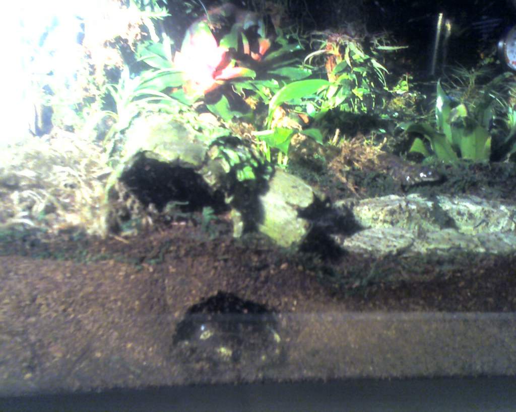 Burrowed in man made tunnel