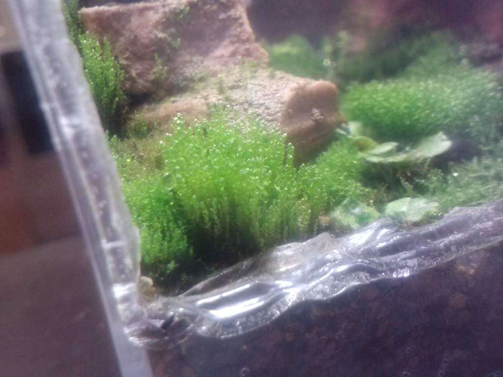 Bush or moss?