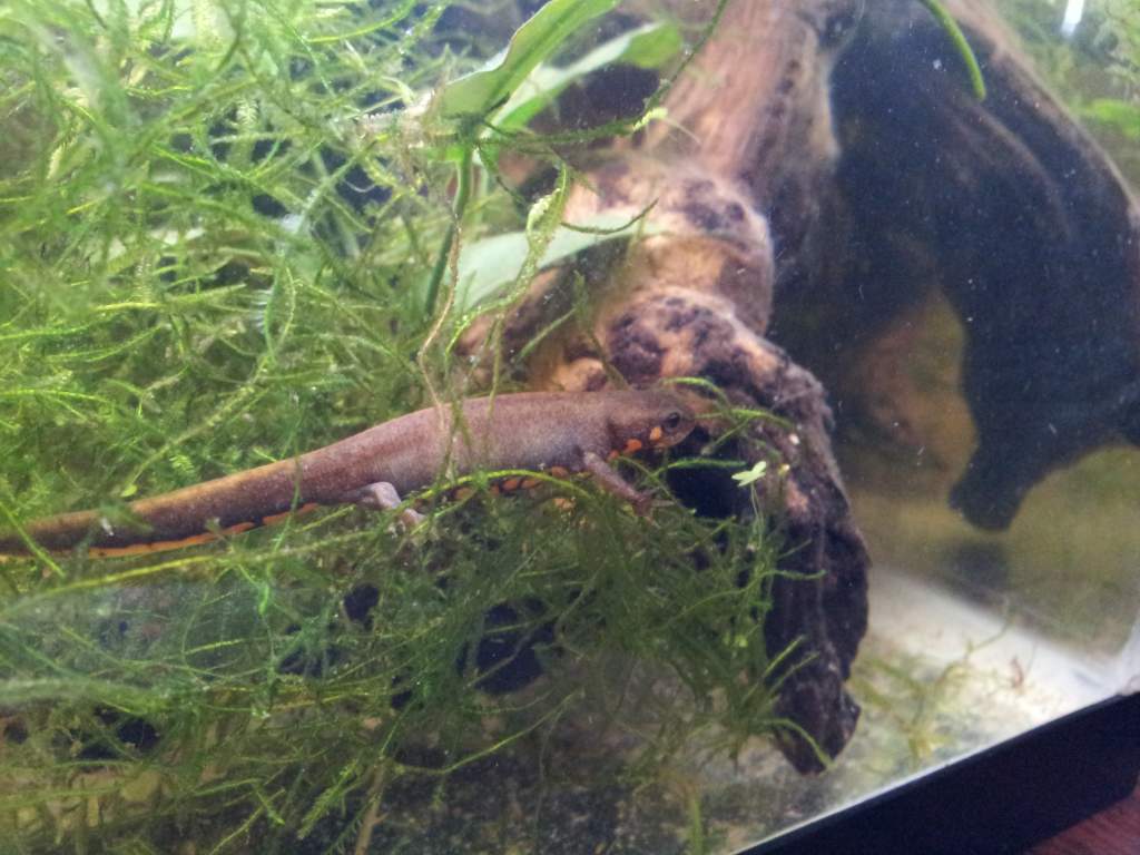 C. Cyanurus (Clemmienewt)