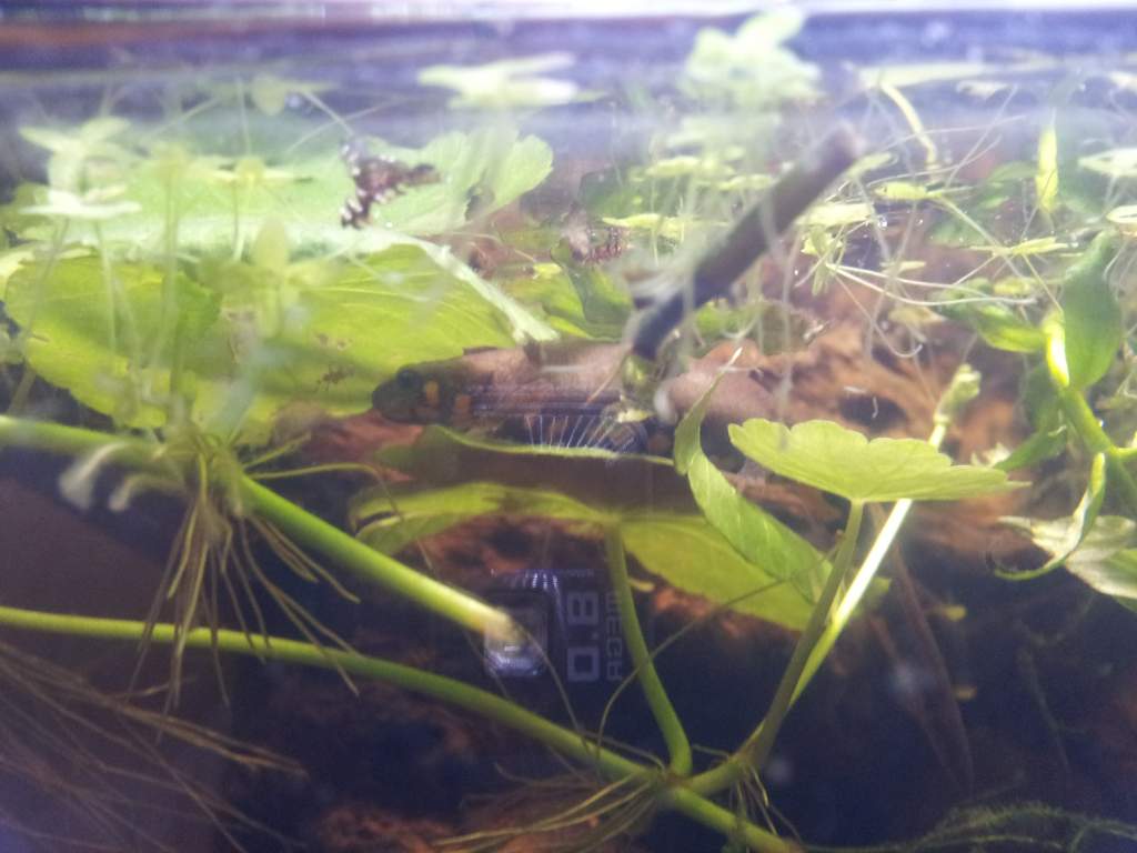C. Cyanurus (Clemmienewt)