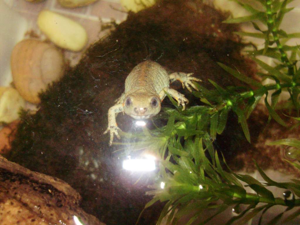 C.cyanurus male