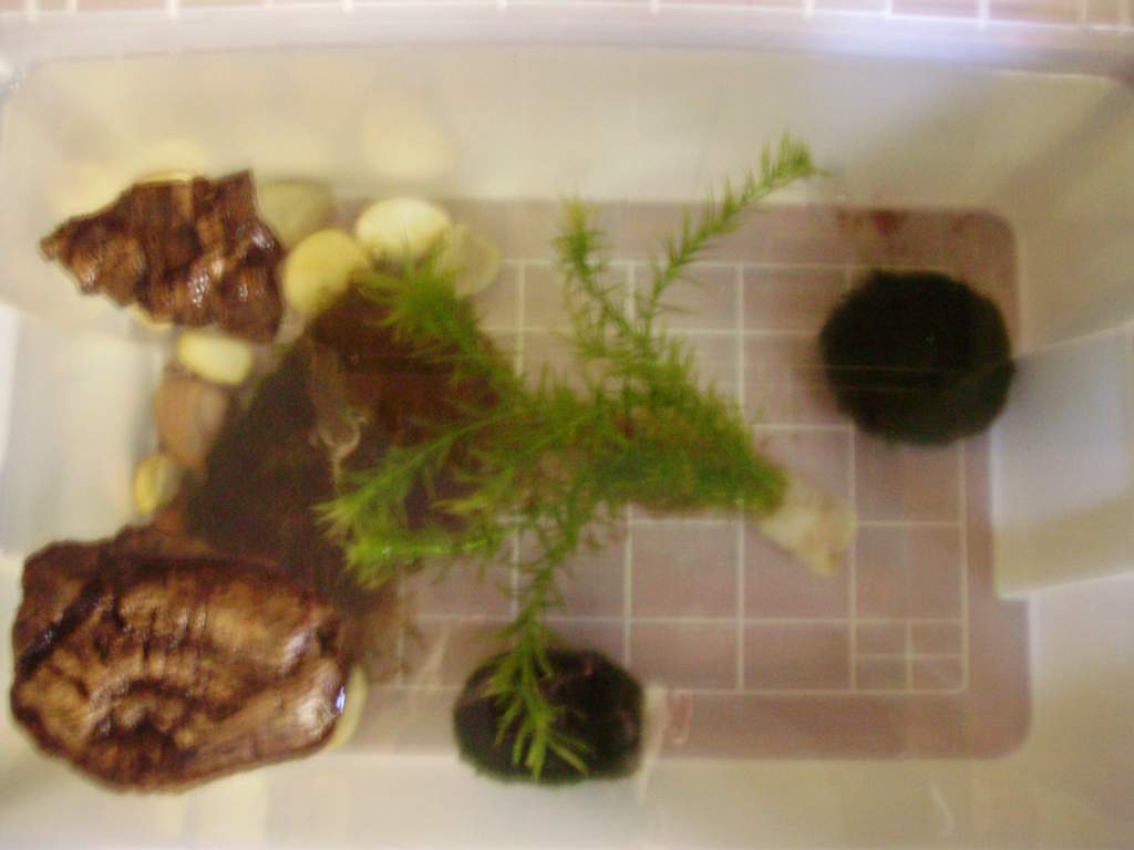C. cyanurus setup