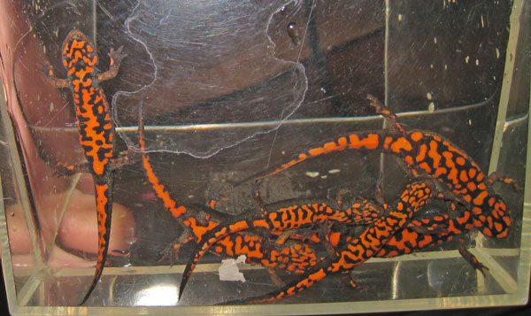 C. cyanurus - the 6 darkest specimens from 2010 breeding - ventral view.