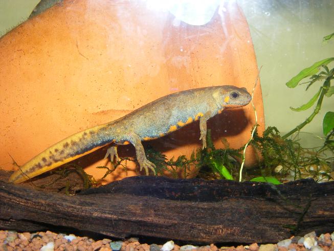 C.Cyanurus