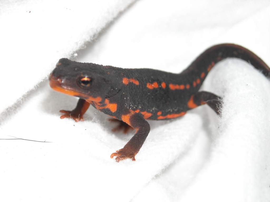 C. e. popei