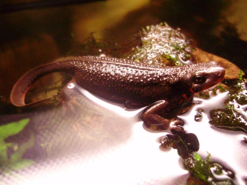 C.p.sasayama female