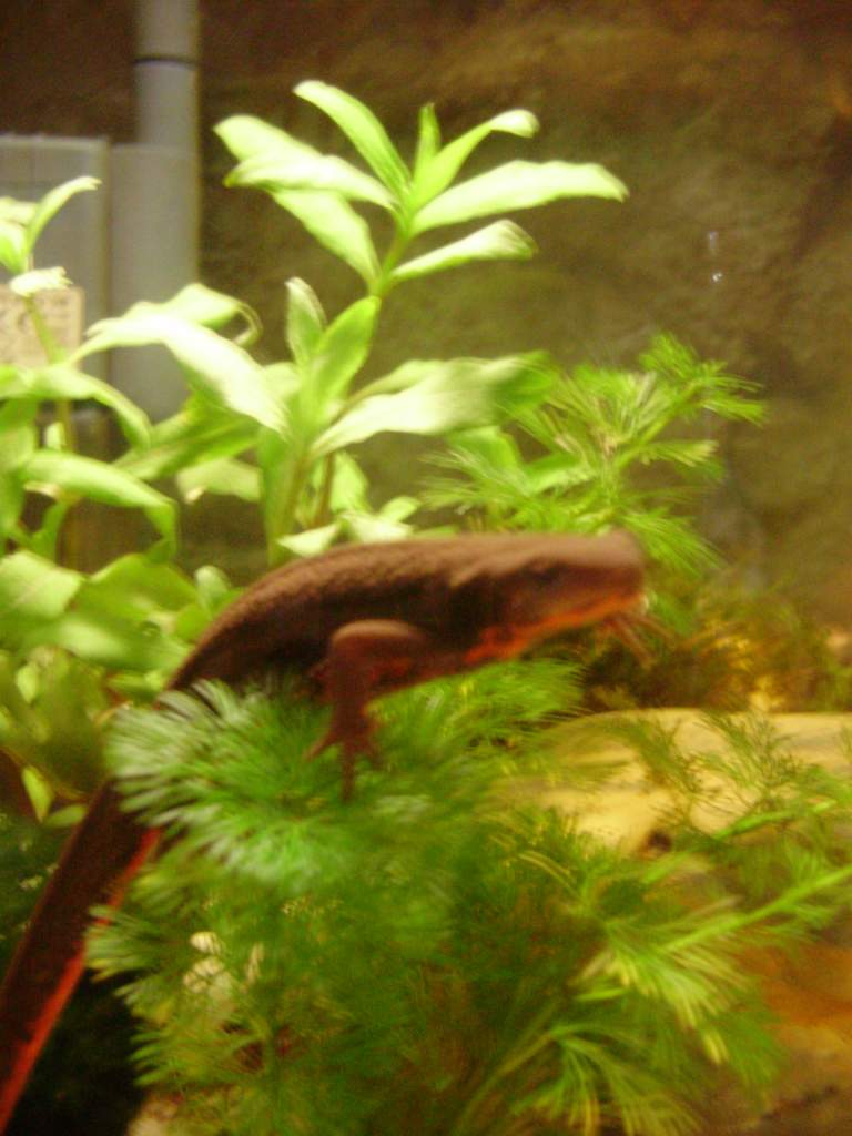 C.p.sasayama male