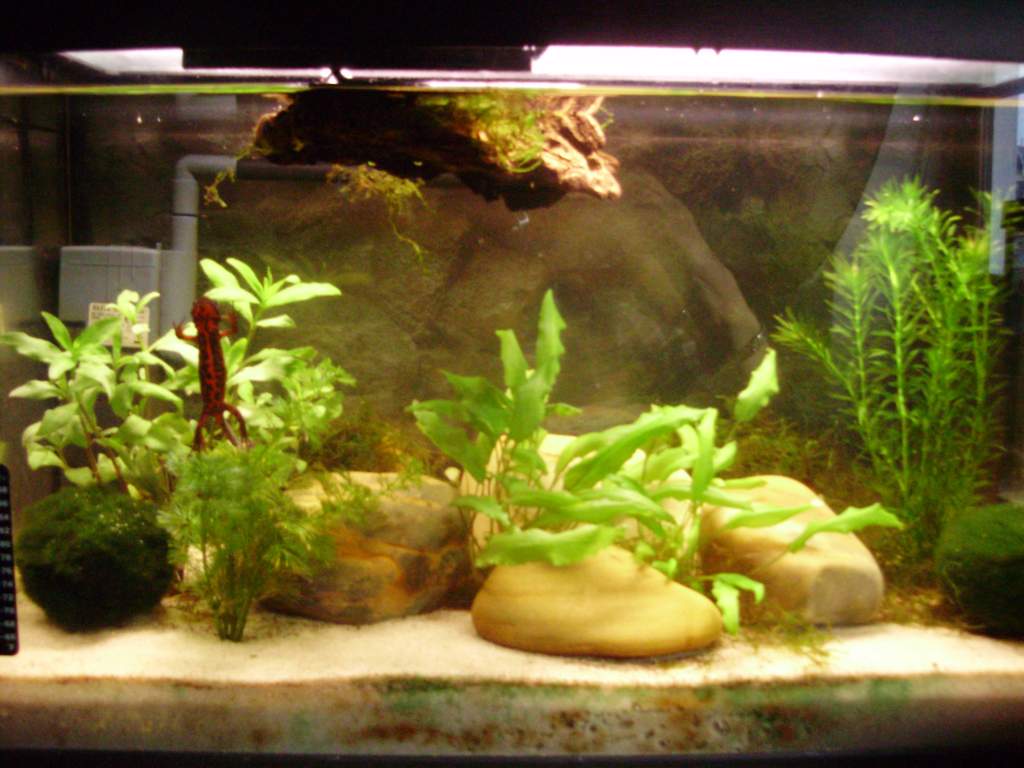 C. p. sasayama setup