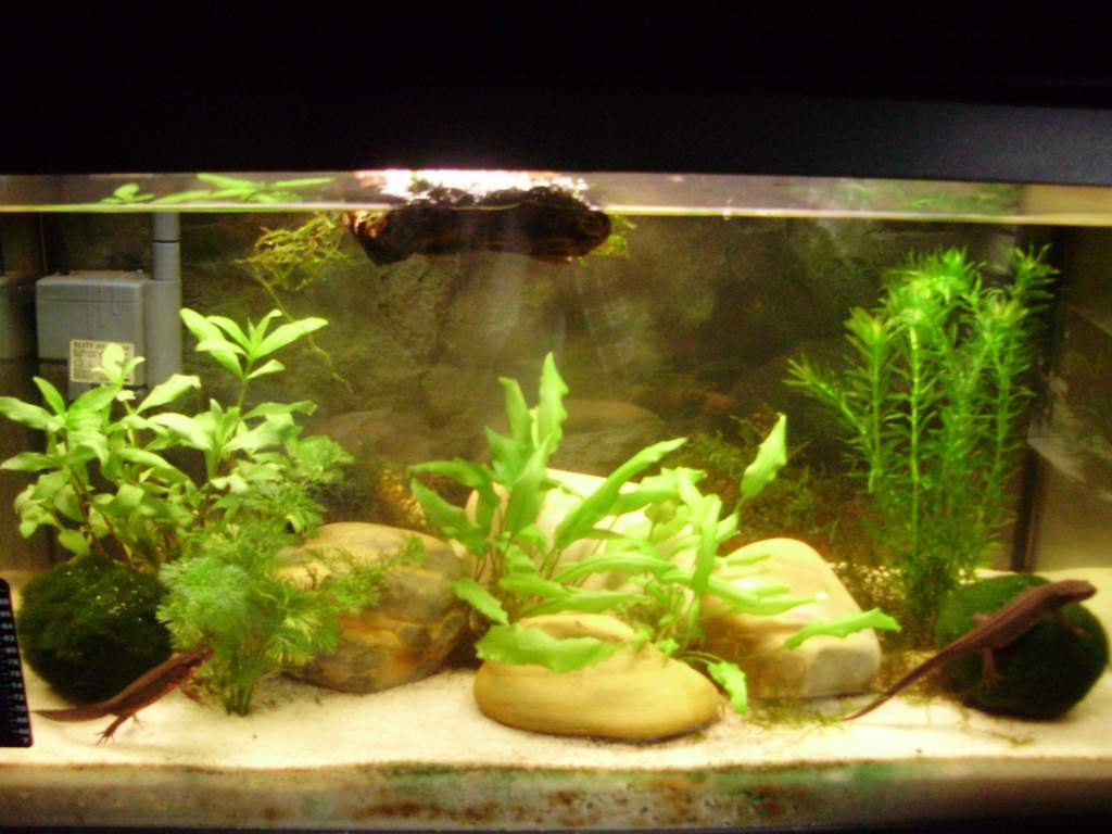 C. p. sasayama setup