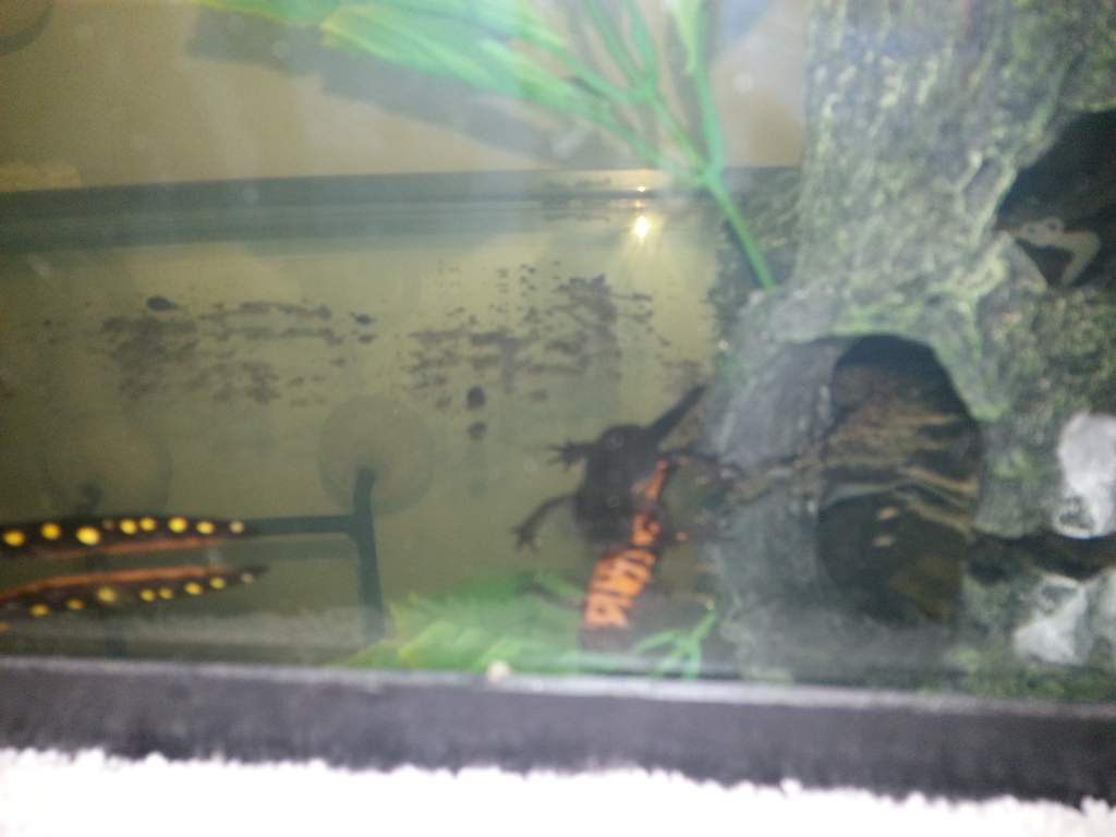 C. pyrrhogaster (Fire Belly) & N. strauchii (Yellow Spotted)