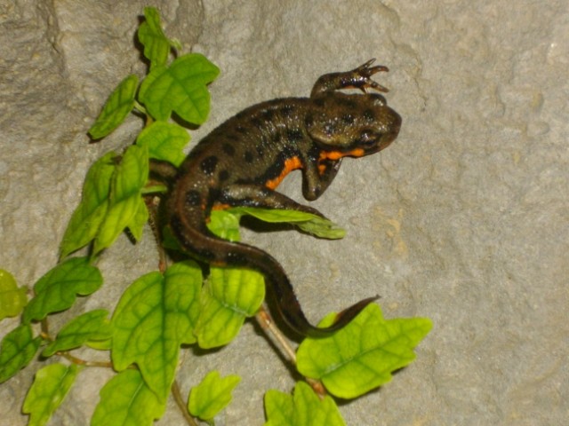 C. pyrrhogaster male from Kanagawa (Kanto)