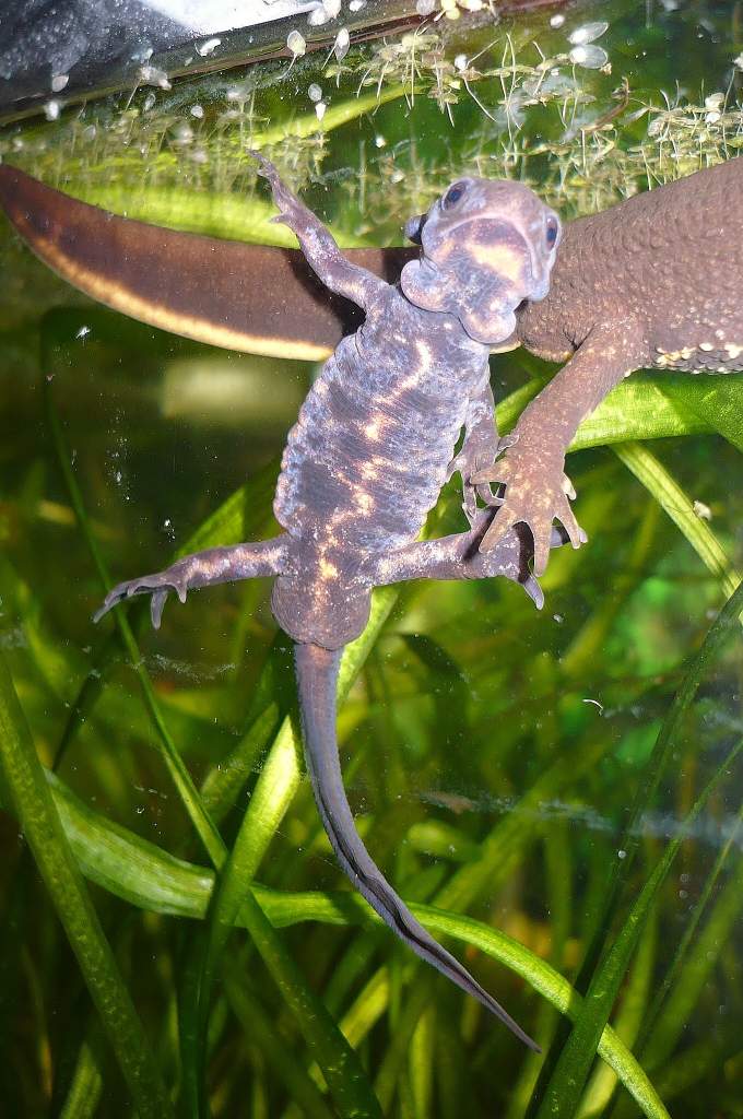C. pyrrhogaster Sasayama