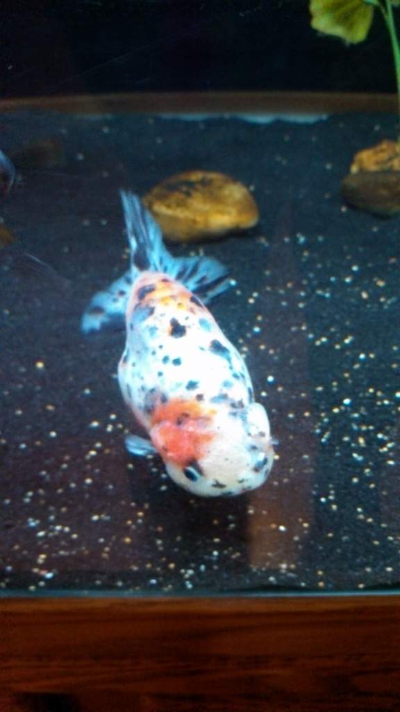 Calico male 6"