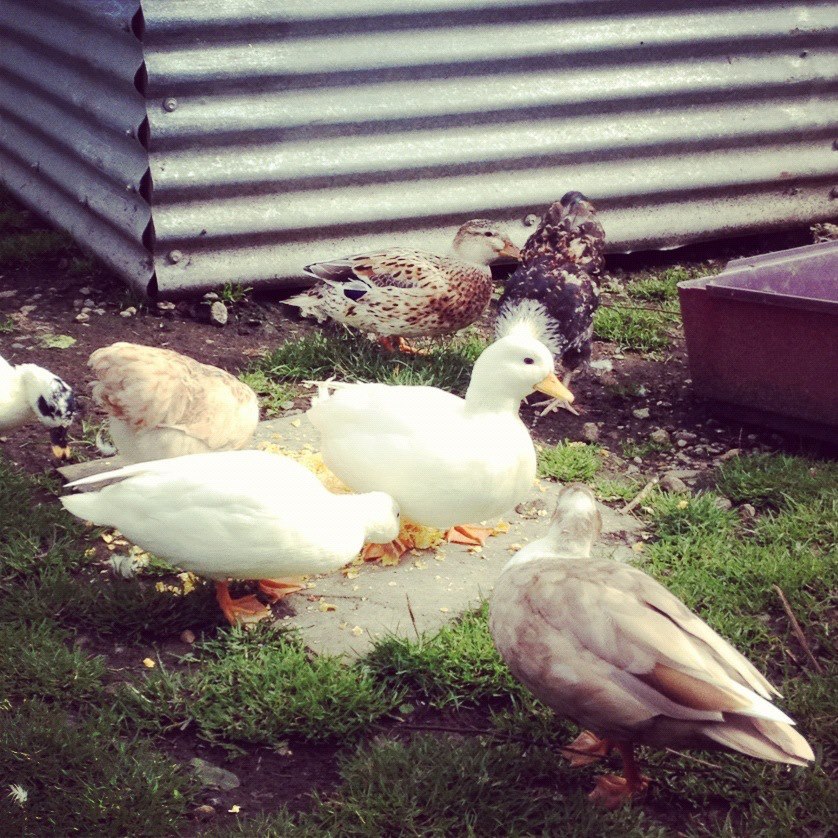 Call ducks