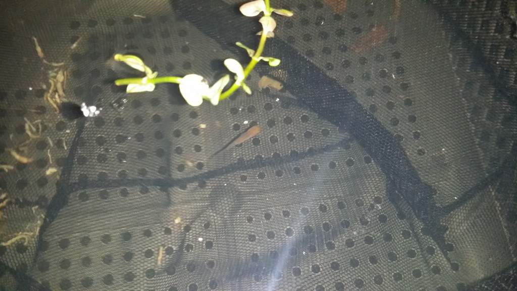 Came home from vacation Sept 2014 and found 1 lonely fry swimming in our koi pond!
Named Phillip J Fry