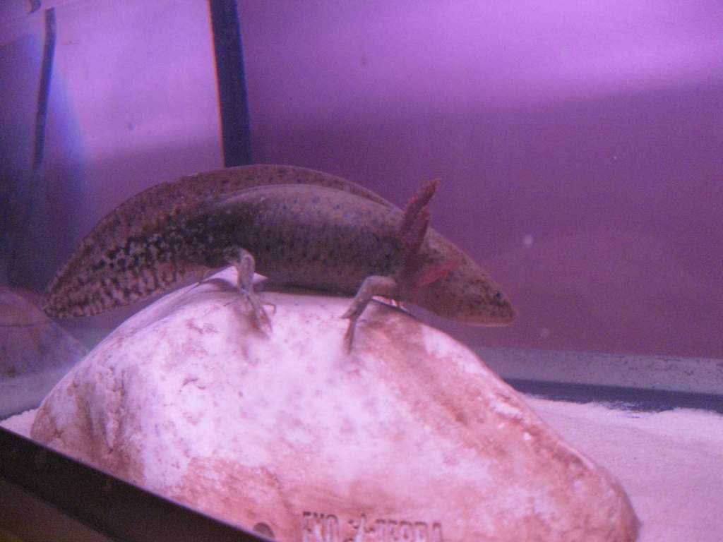 can some one sex my axolotl ? i call him a him but im not sure