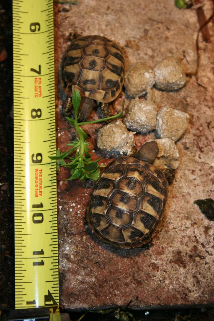 Can you tell which one is persnickety about food and who never saw a pellet or leaf that didn't say "eat me"?