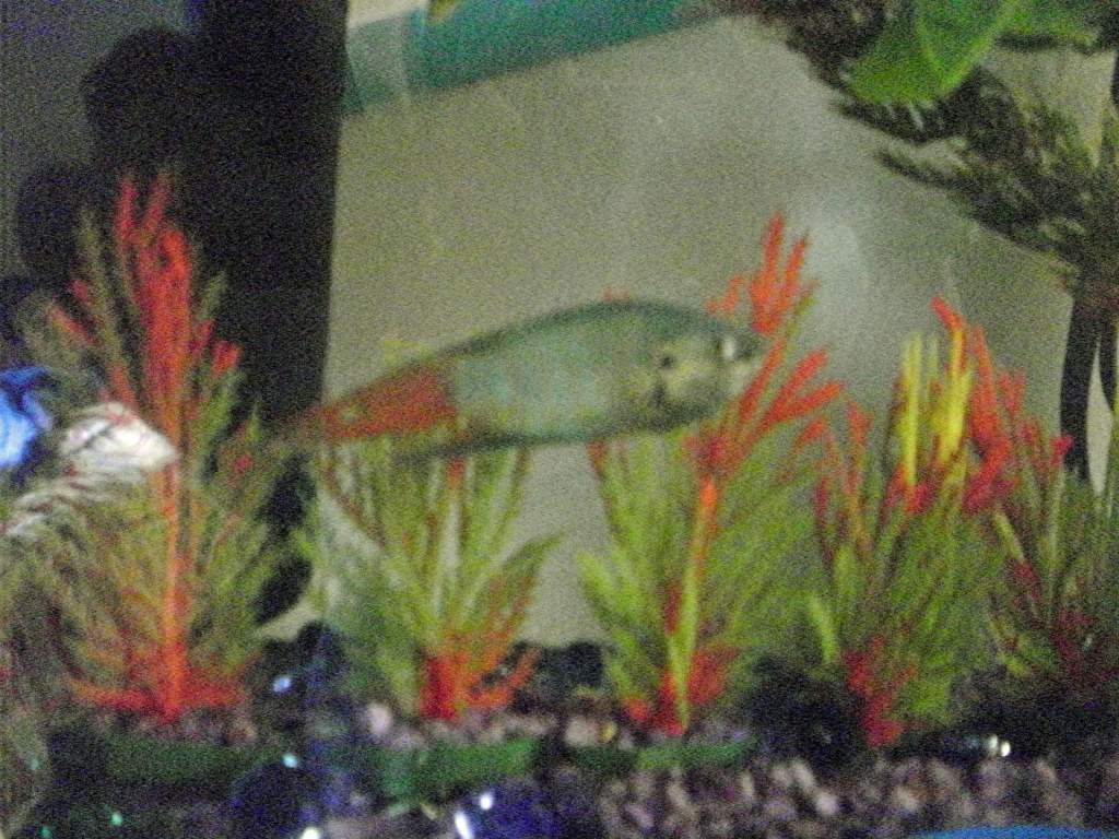 Can't forget about my Paradise Guarami, Bully :) Interestingly, he is in with my dwarf frogs and seems to be doing fine with them. He will actually mi
