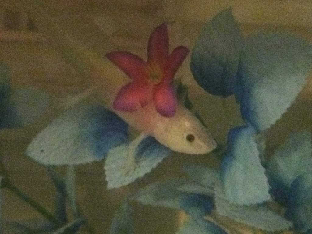 Can't resist a tropical pose.