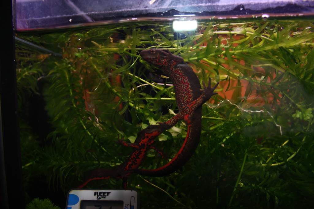 cant u c they r dancing?
