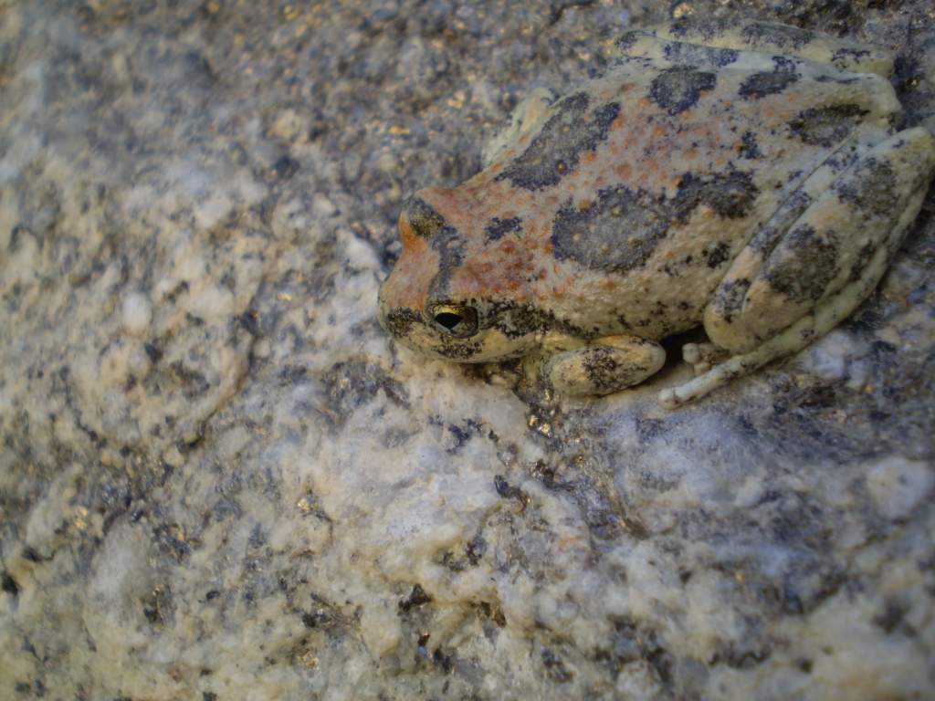 Canyon Tree Frog: desert stream in southern California