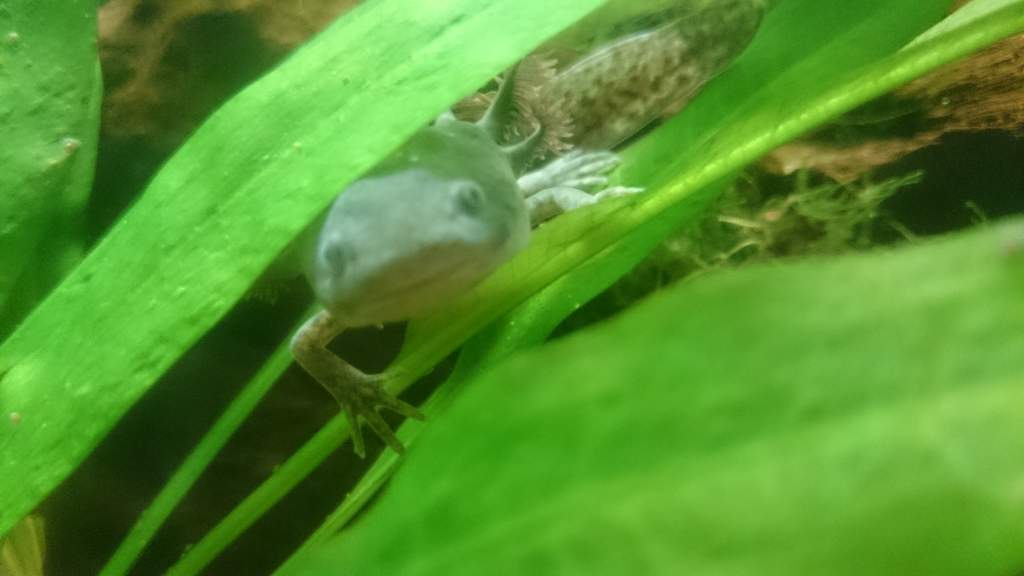 Carlton