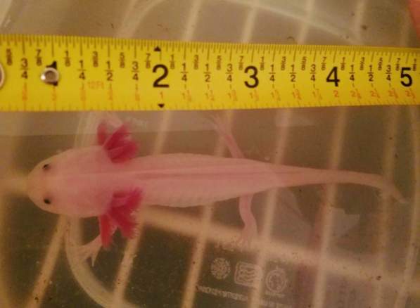 Casper is five inches !
