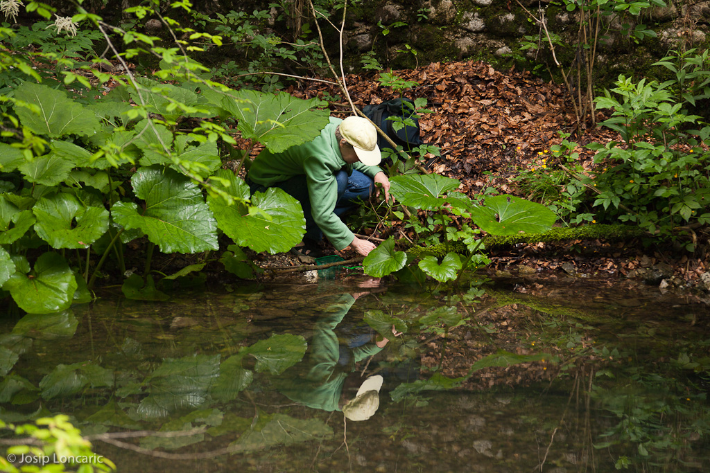Catching S. s. salamandra larvae.