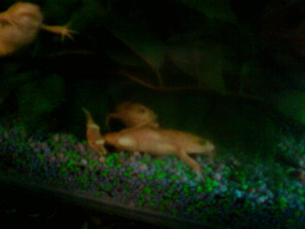 caudata