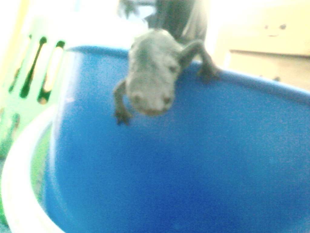 caudataa