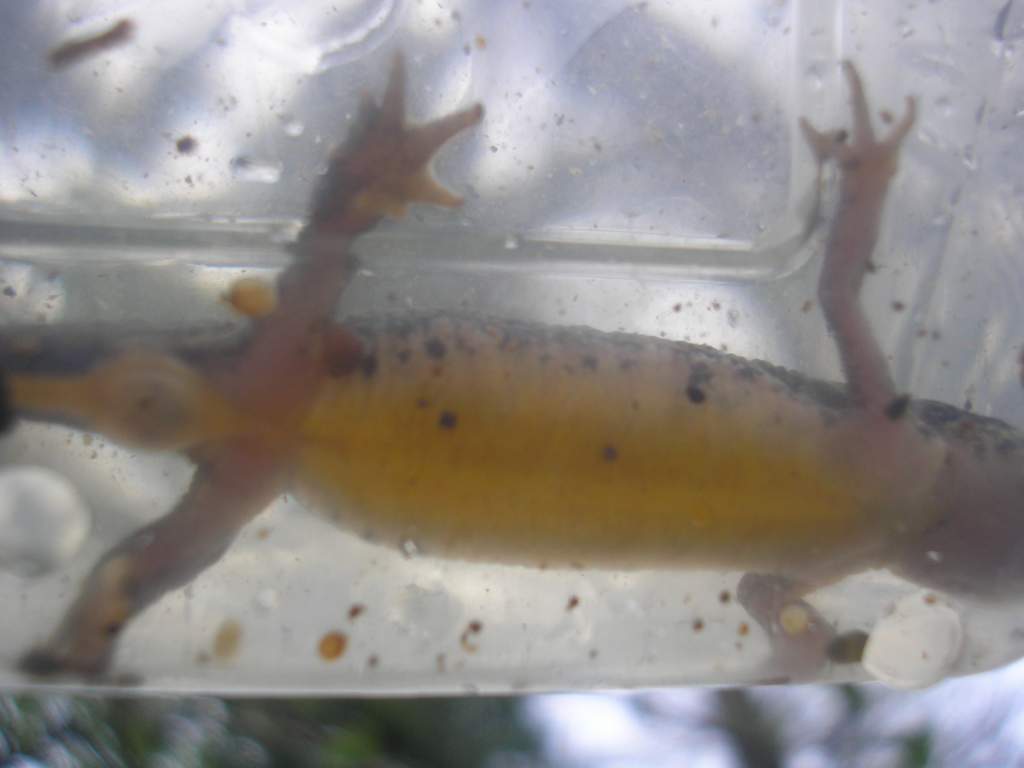 caught on Monday the 7Th of may 2012, around 10cm.
large female smooth newt?