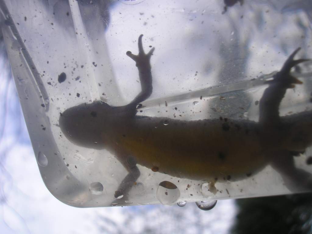 caught on Monday the 7Th of may 2012.
around 10cm.
Large female smooth newt?