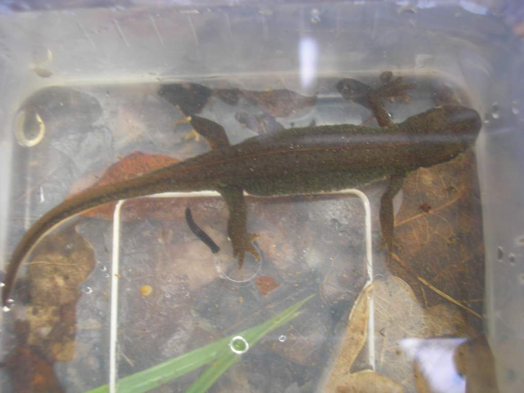 Caught on Monday the 7Th of May 2012, around 10cm
Large female smooth newt?
