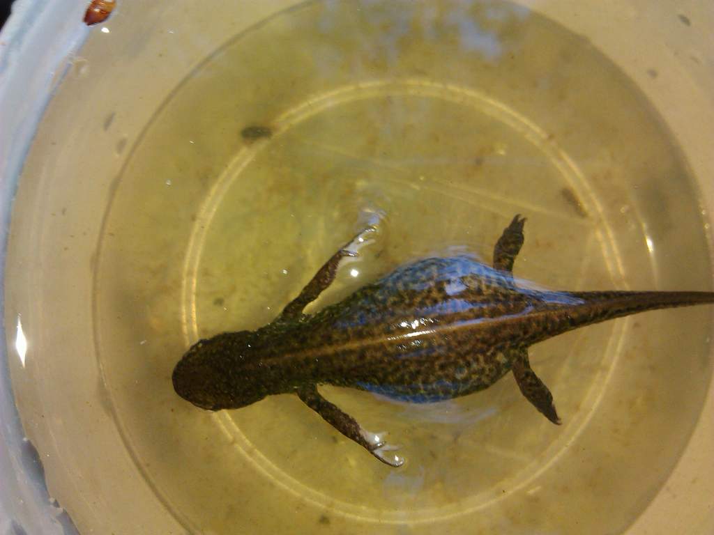 caught today
around 10cm
????