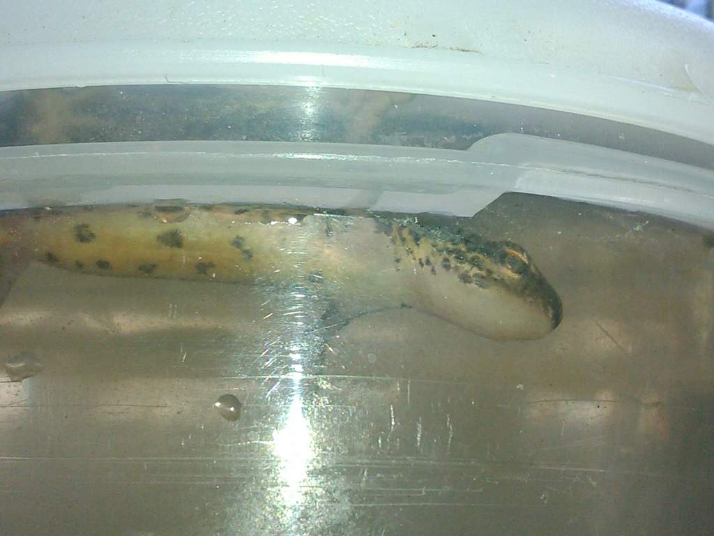 caught today
around 10cm
????