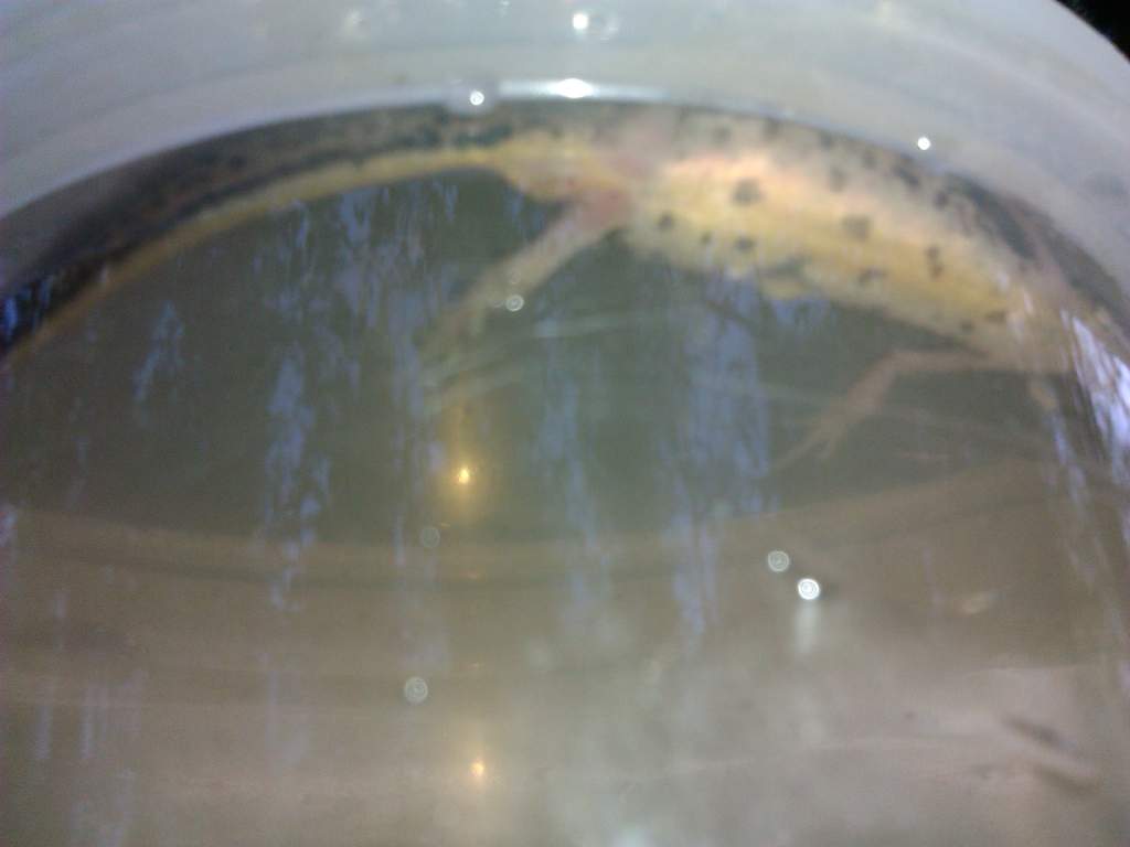 caught today
around 10cm
????