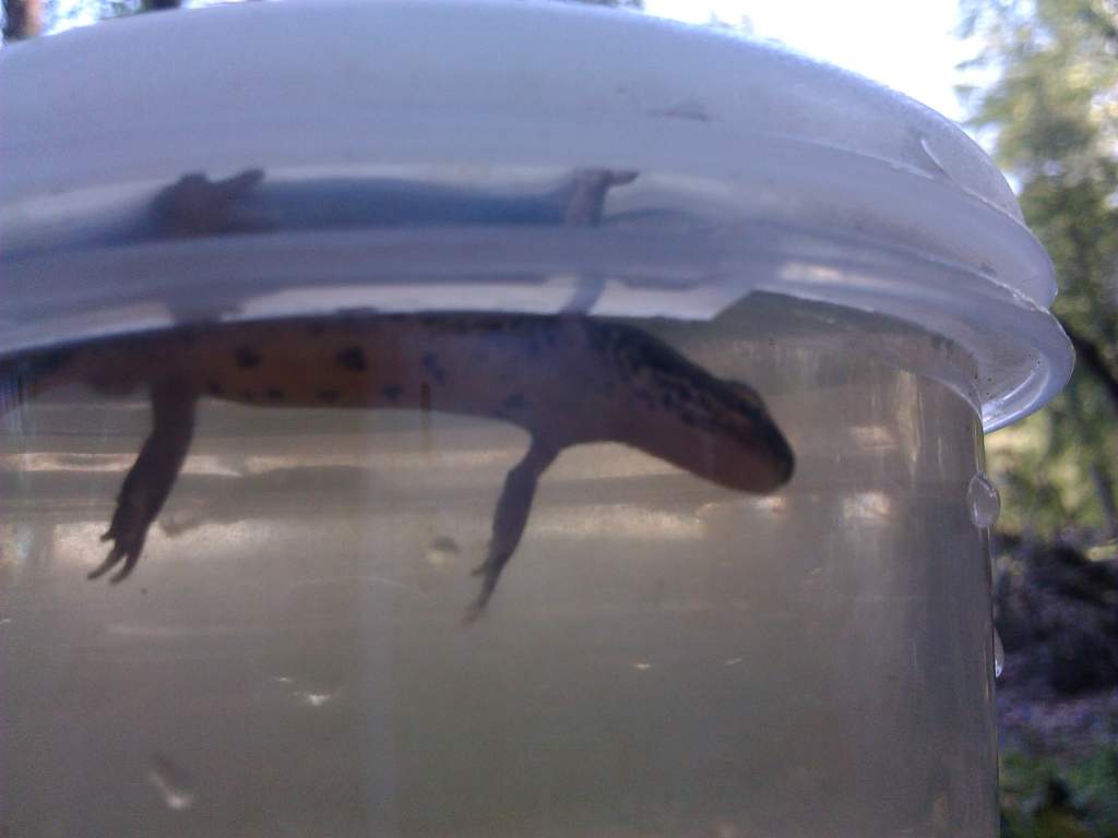 caught today
around 10cm
????
