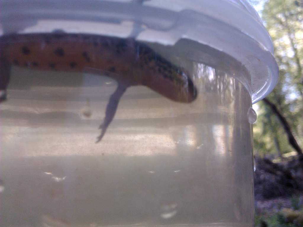 caught today
around 10cm
????