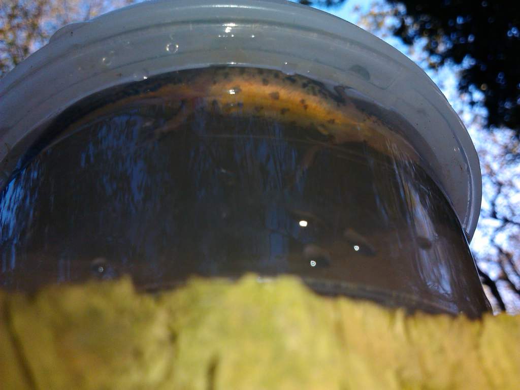 caught today
around 10cm
????