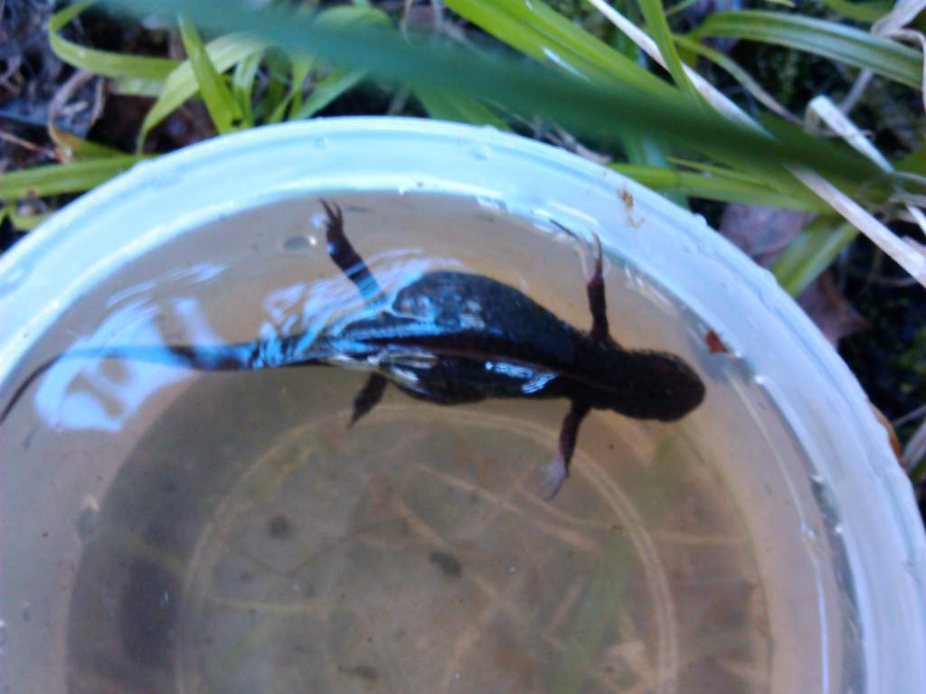 caught today
around 10cm
????