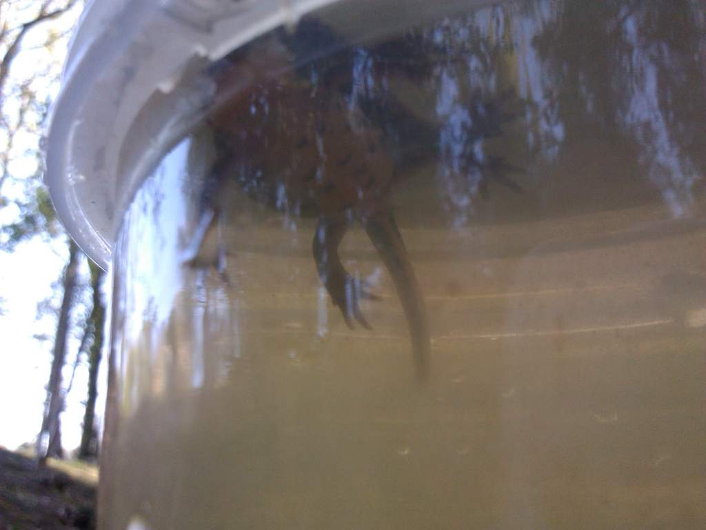 caught today
around 10cm
????