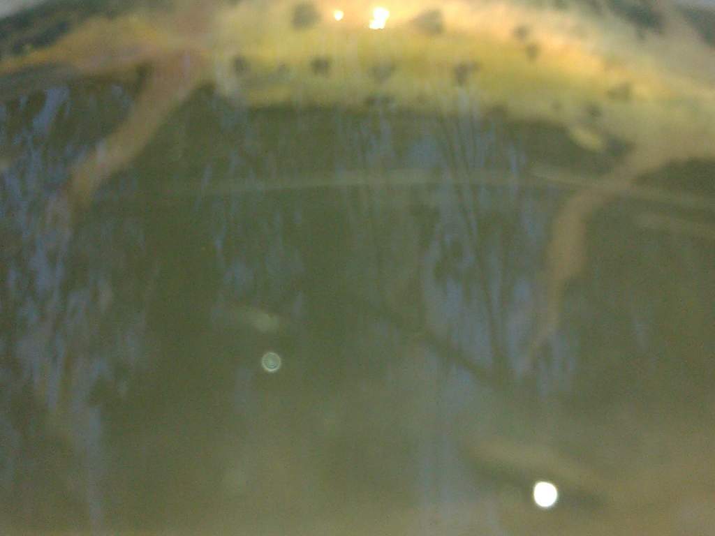 caught today
around 10cm
????