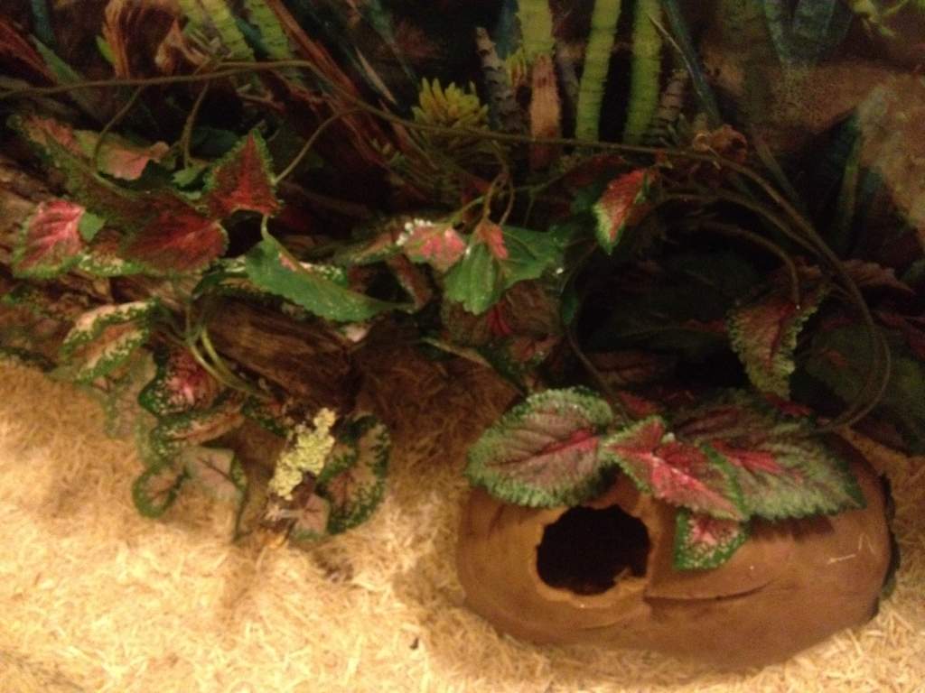 Cave on cool side of tank (now on warm side)