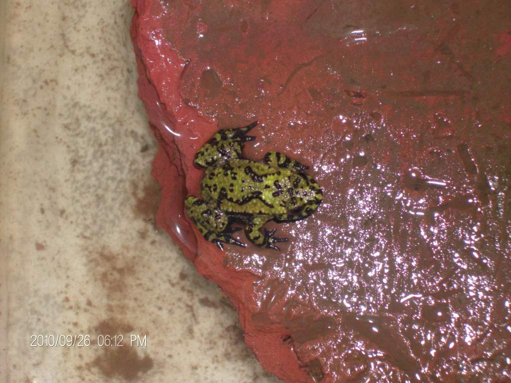 CB juvenile Bombina orientalis