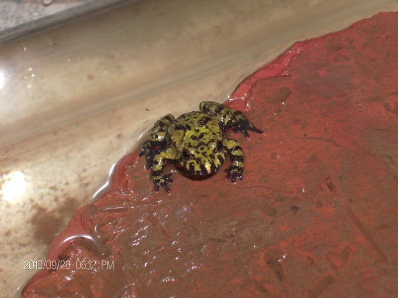 CB juvenile Bombina orientalis
