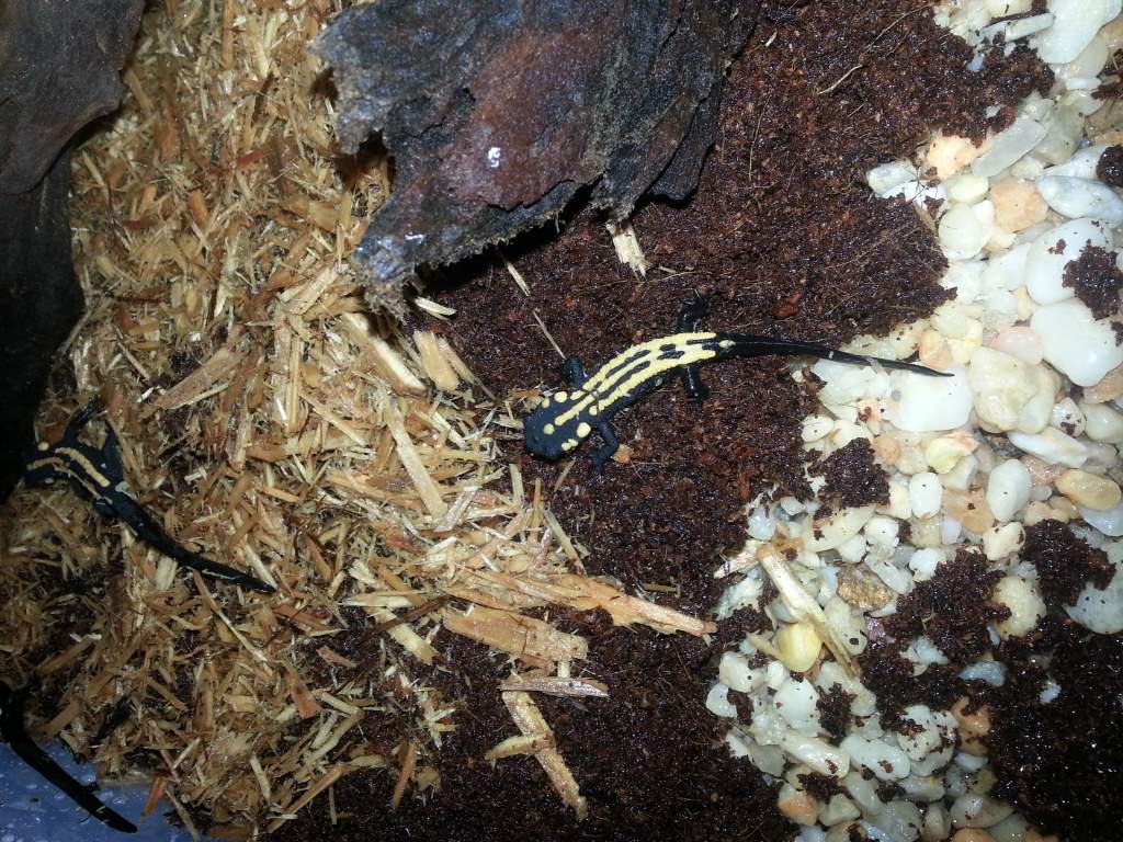 CB Laotriton laoensis 2
