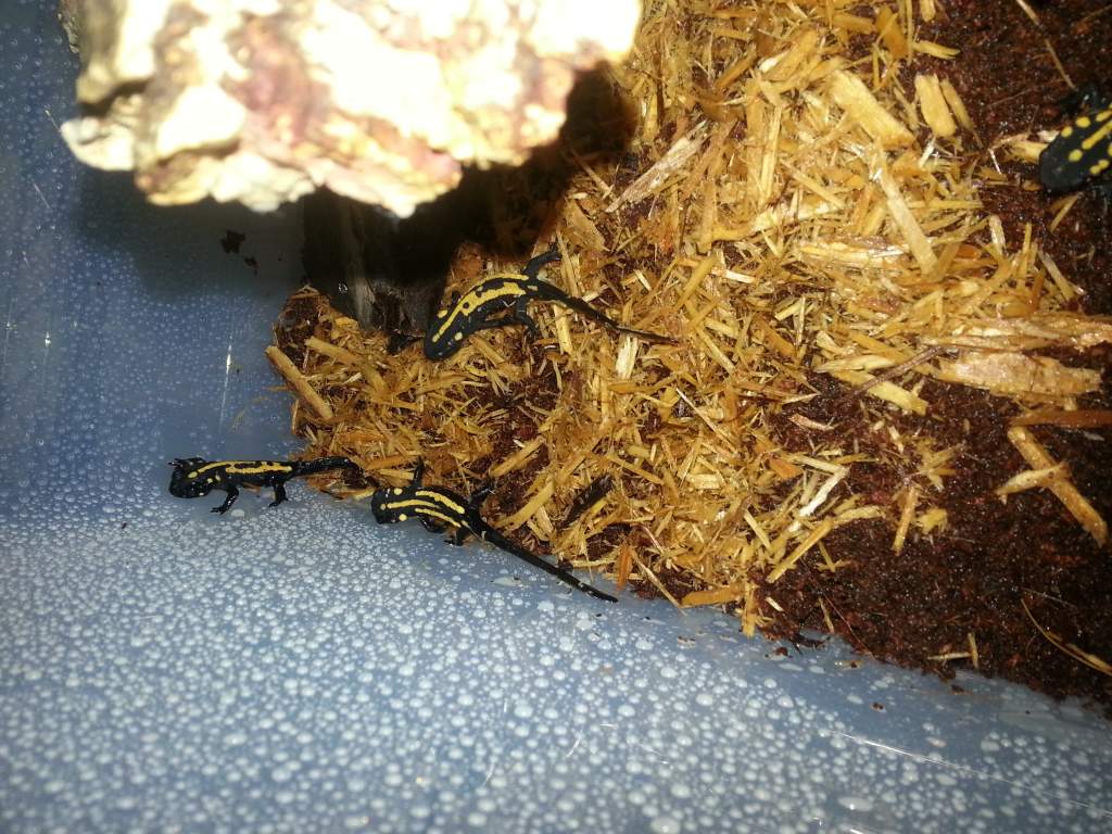 CB Laotriton laoensis